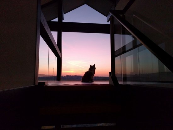 Silhouette einer Katze vor einem Fenster mit Sonnenuntergang