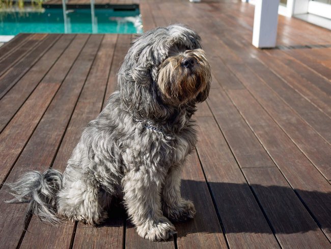 Ein grauer Hund sitzt auf einem Holzdeck neben einem Pool